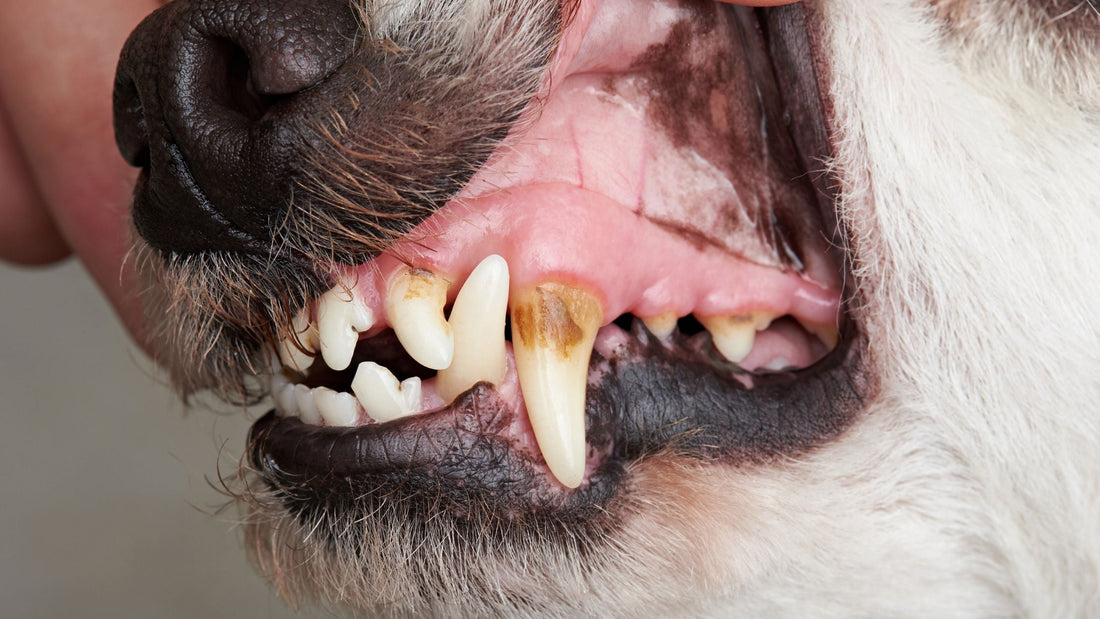 9 Signs of Dental Disease in Dogs: When to See a Vet