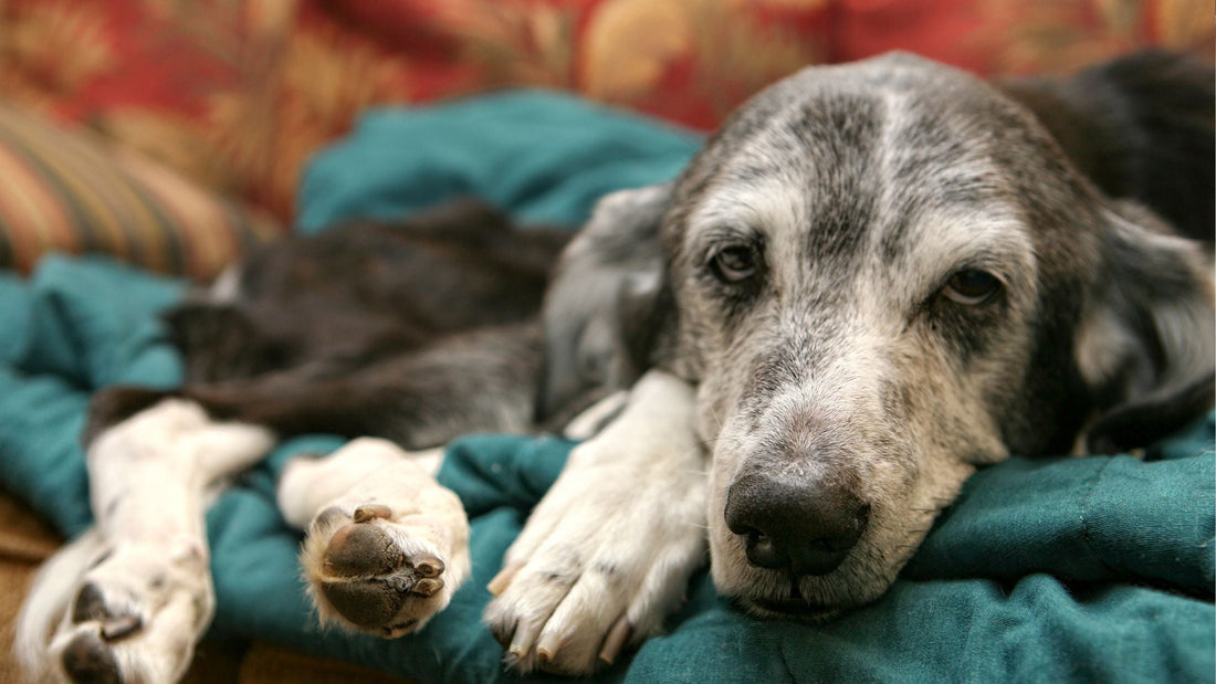 Dental Cleaning for Senior Dogs: Is Your Older Dog Too Old for Anaesthesia?