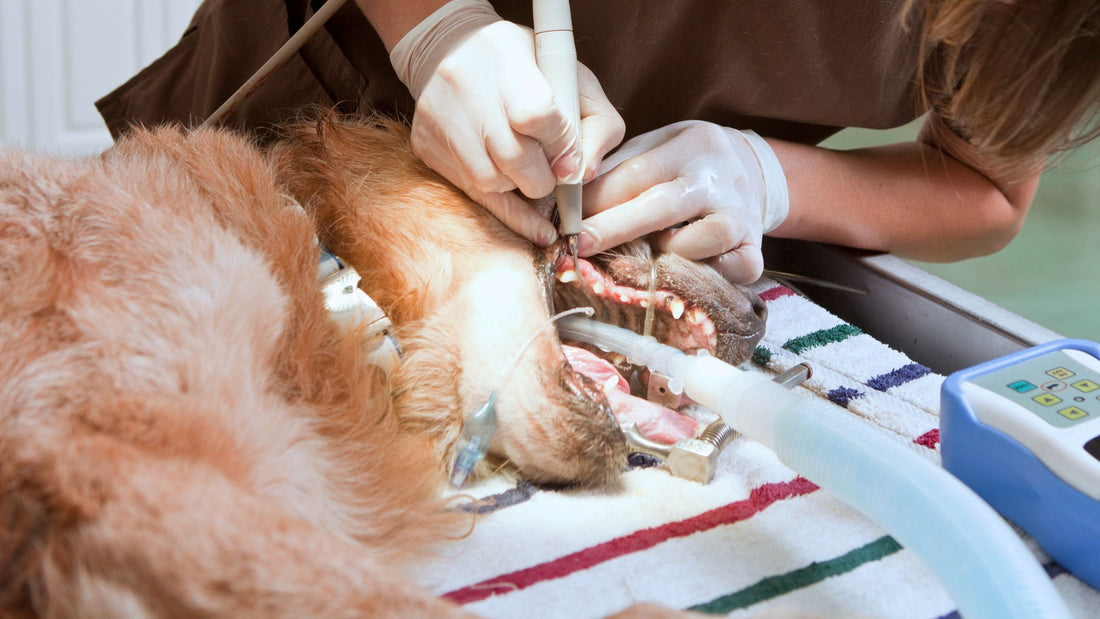 Dog Dental Cleaning in Singapore: Procedure, Benefits and Recovery
