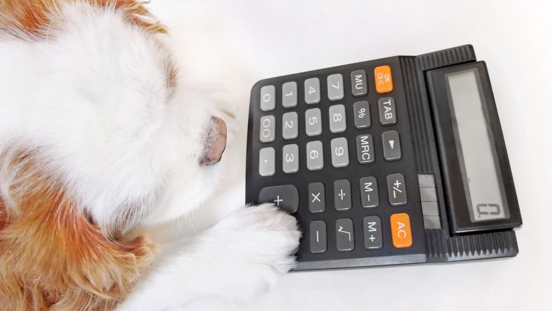 How Much Does Dog Dental Cleaning Cost in Singapore? (2026 Price Guide)