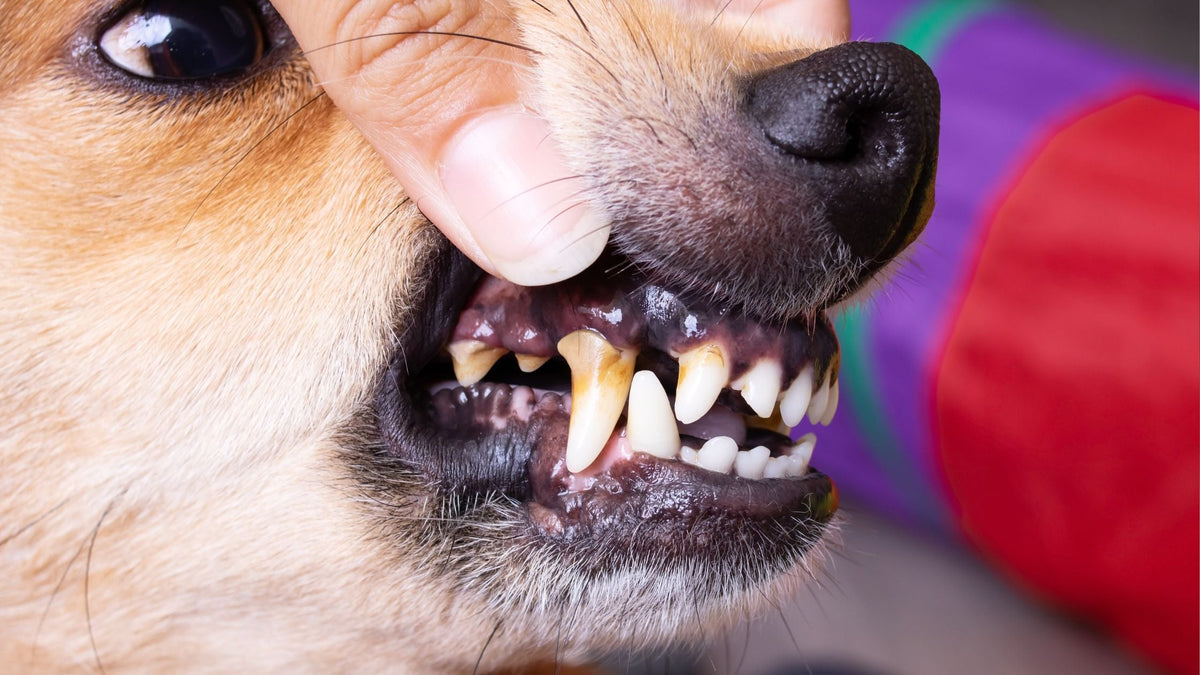 How to Remove Tartar From Your Dog's Teeth Safely: At-Home Care vs Professional Cleaning