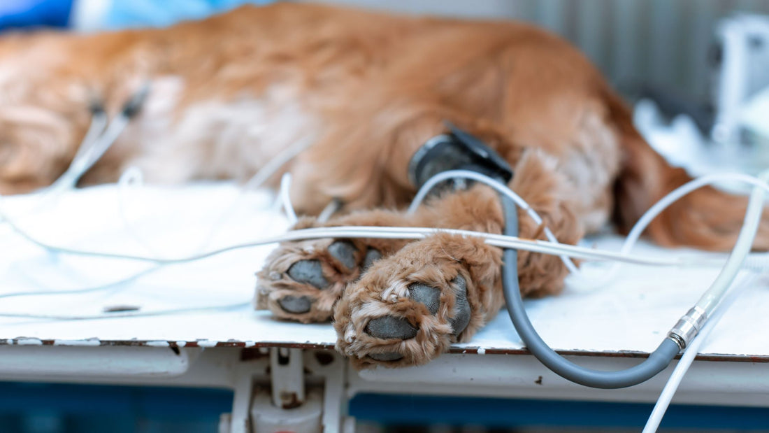 Is General Anaesthesia Safe for Dog Dental Cleaning? What Pet Owners Need to Know