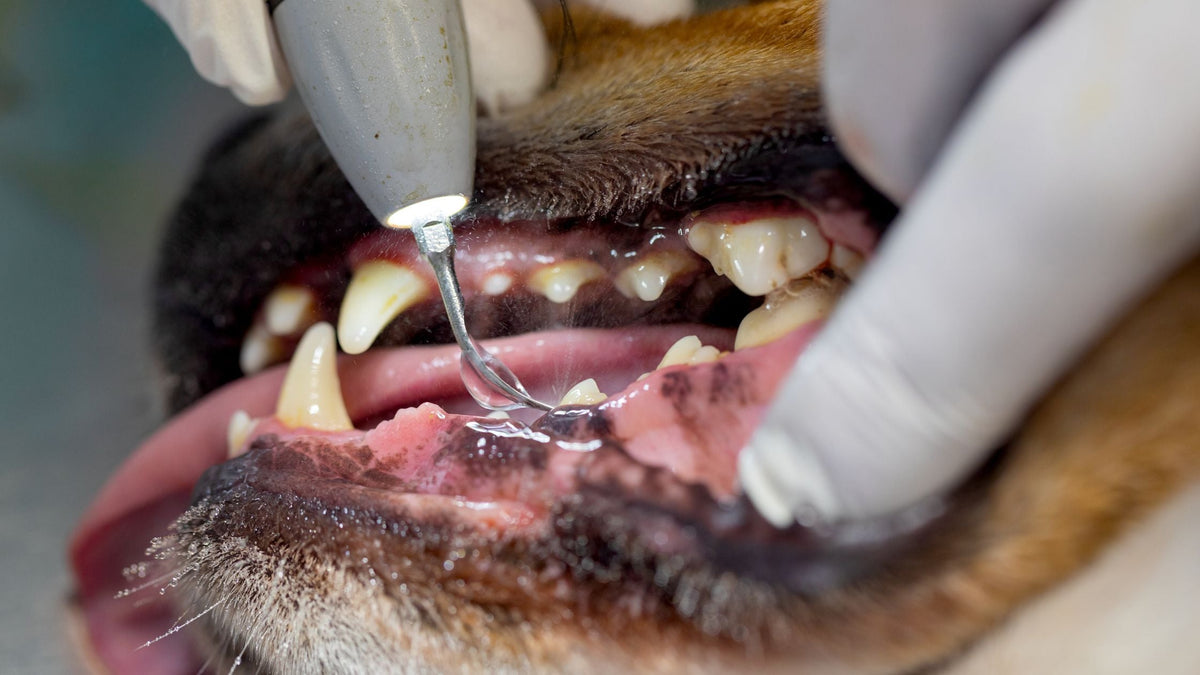 Periodontal Disease in Dogs: The 4 Stages, Symptoms and Treatment Options