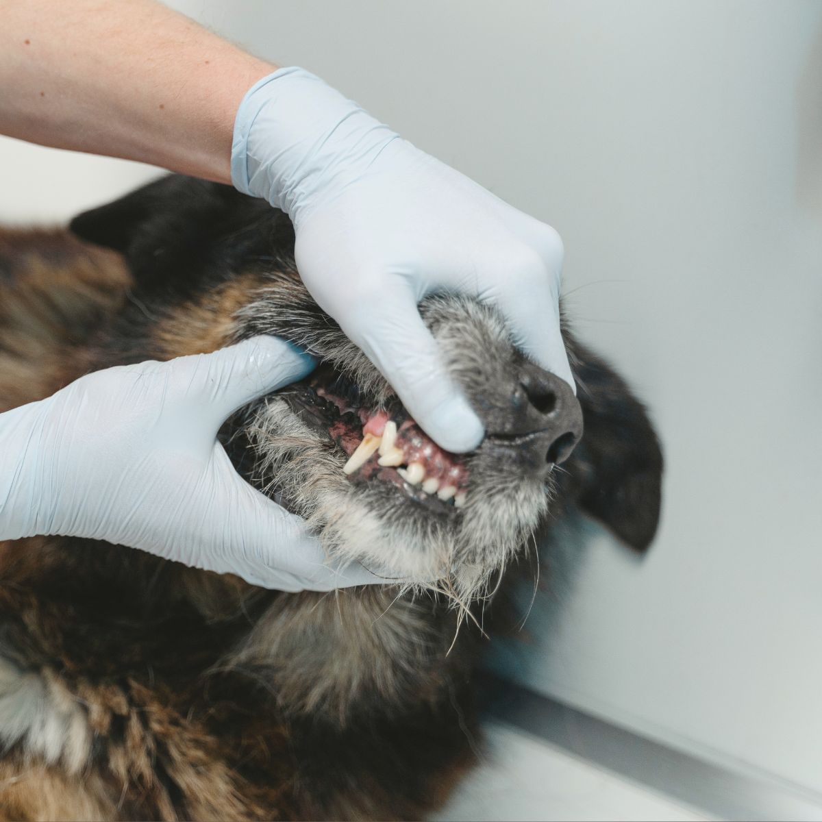 Common Signs Your Dog Need Dental Cleaning Treatment