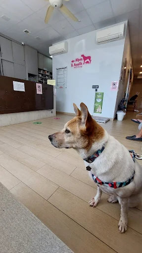 Dog Dental Cleaning In Singapore - Allpets & Aqualife (With Dog)