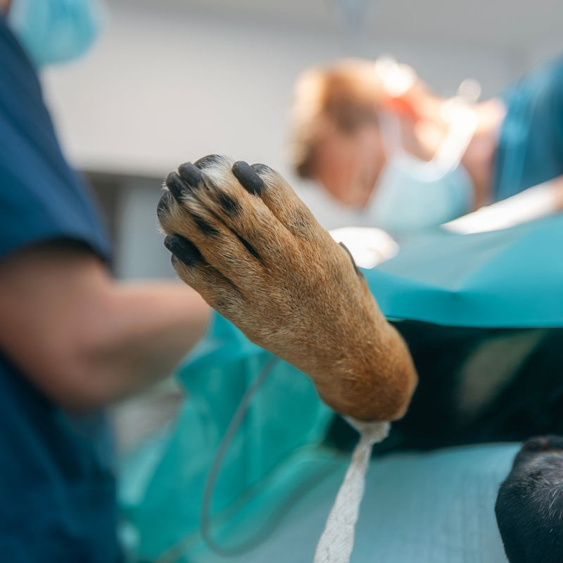 Dog Dental Cleaning Singapore (Anaesthesia & Safety)