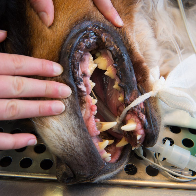 Dog Dental Cleaning Singapore (Dental Cleaning and Scaling)