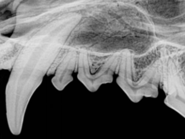Dog Dental Cleaning Singapore (Dental X-Ray) 