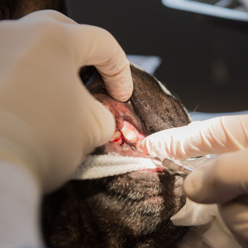 Dog Dental Cleaning Singapore (Tooth Extraction)