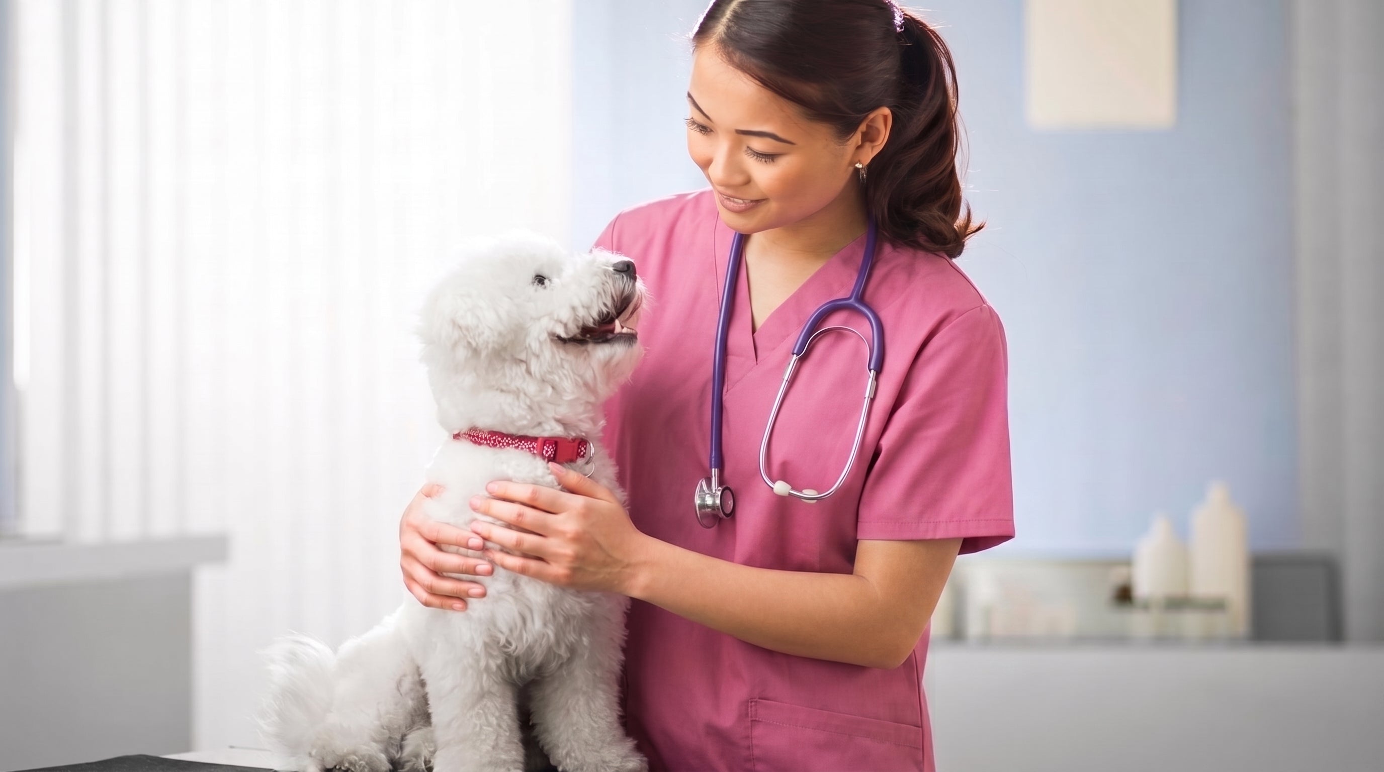 Dental Cleaning For Dogs | dogdental.sg | Vet Holding Dog